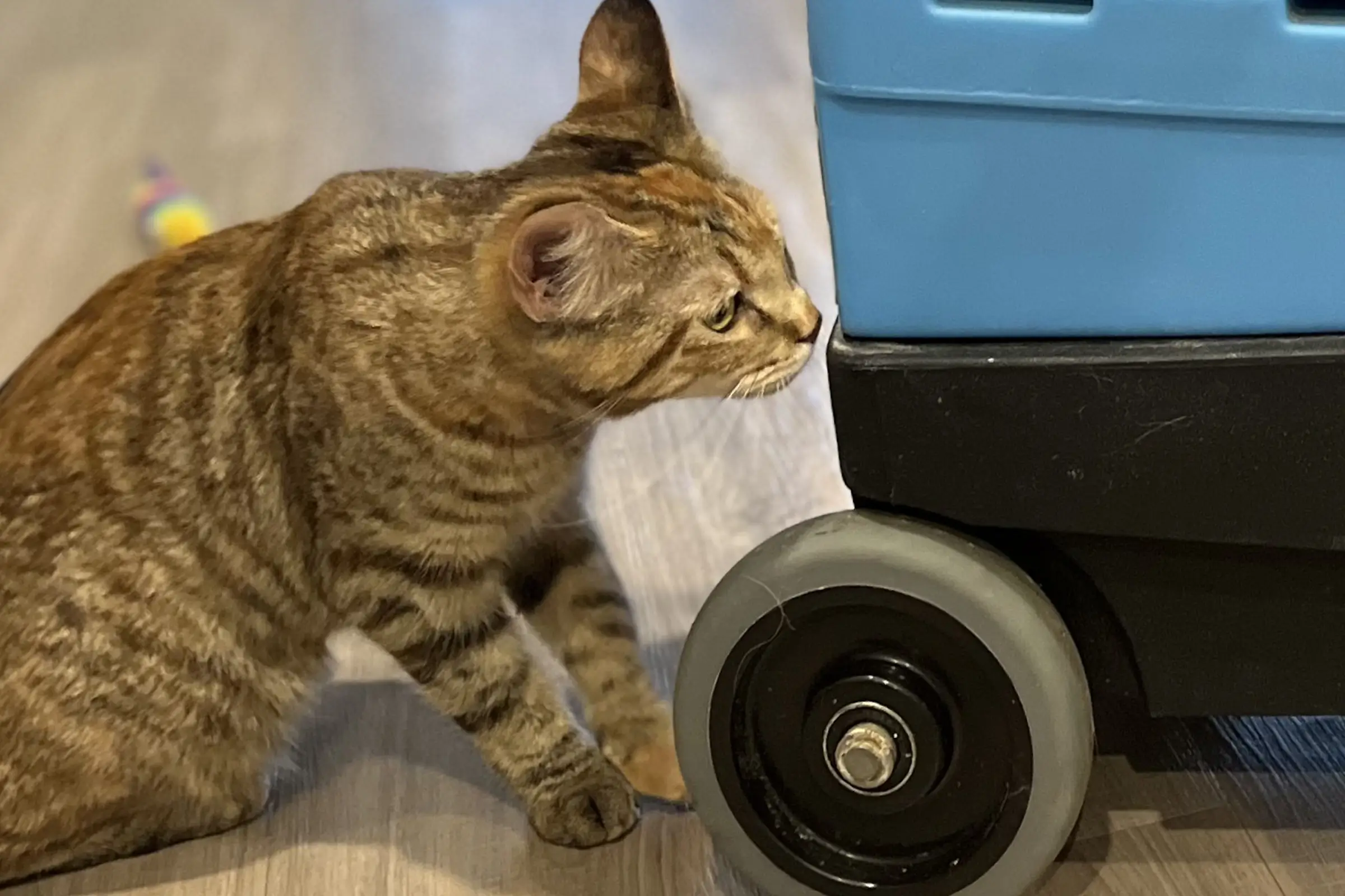 Cat near professional upholstery cleaning equipment, highlighting why couch cleaning near me and sofa cleaning near me help remove pet hair and odors from furniture
