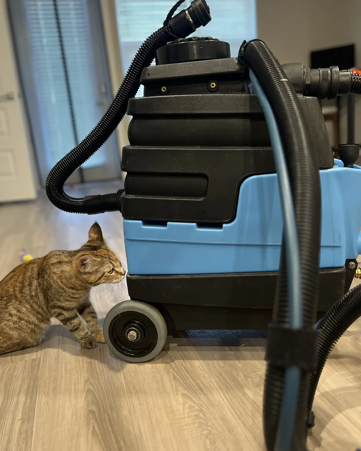 Curious cat beside the Couch Steamers extractor used for pet safe couch cleaning in a Raleigh home